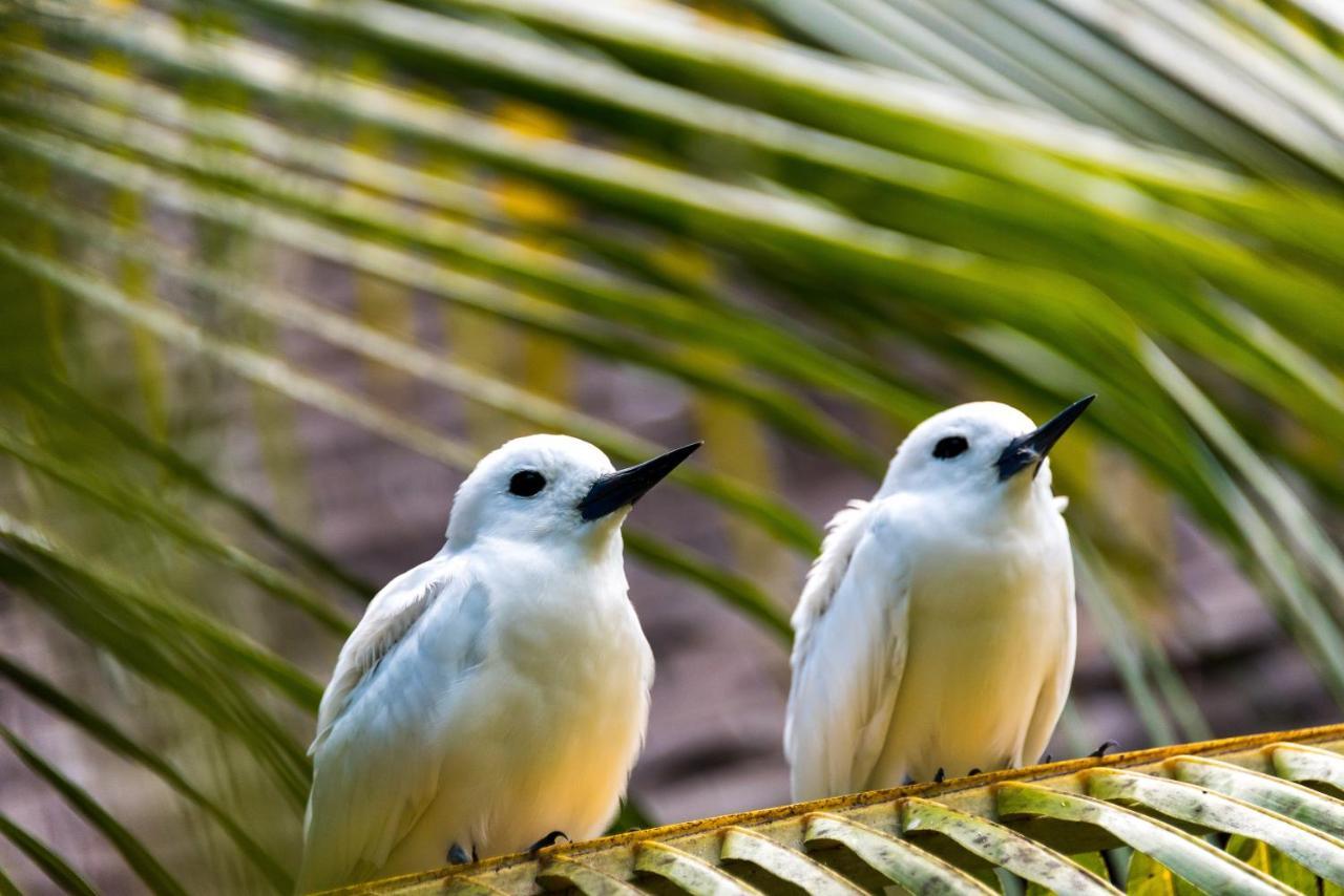 ホテル Denis Private Island Seychelles Denis Island エクステリア 写真