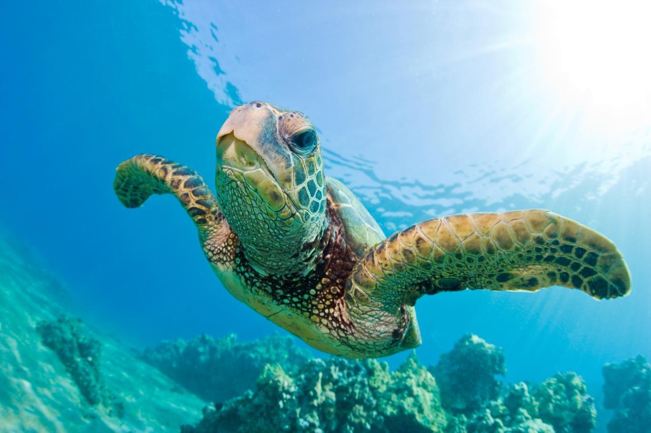 ホテル Denis Private Island Seychelles Denis Island エクステリア 写真